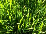 Sunlit Grass Blades